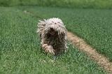 KOMONDOR 022